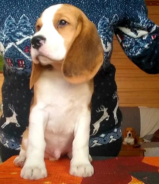 Regalo Beagle tricolore cuccioli | Foto 1