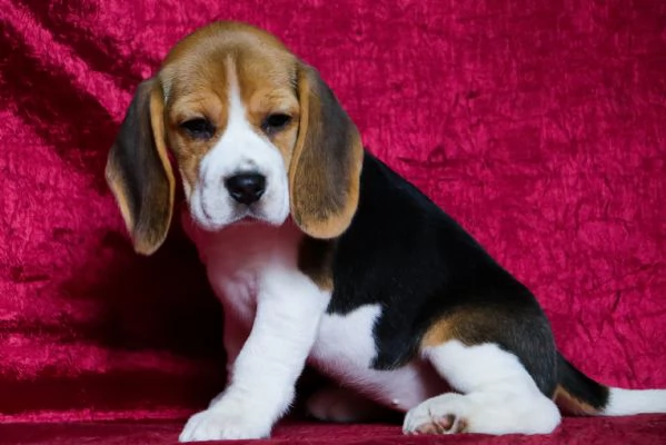 Regalo Beagle tricolore cuccioli