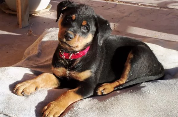 Bella Vendo Rottweiler di 5 mesi | Foto 3