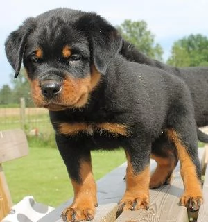 Bella Vendo Rottweiler di 5 mesi | Foto 1