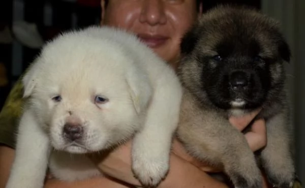Femmina di Akita Inu bianca in cerca di nuovi padroncini nata il | Foto 3