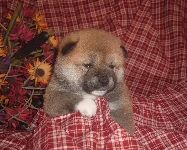 Femmina di Akita Inu bianca in cerca di nuovi padroncini nata il | Foto 2