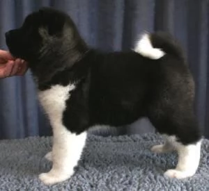 Femmina di Akita Inu bianca in cerca di nuovi padroncini nata il | Foto 1