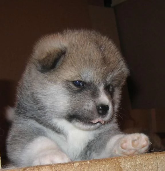 Femmina di Akita Inu bianca in cerca di nuovi padroncini nata il | Foto 0