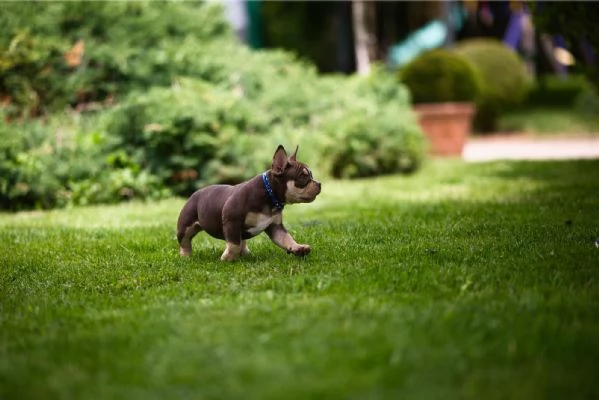 American Bully cuccioli in vendita | Foto 6