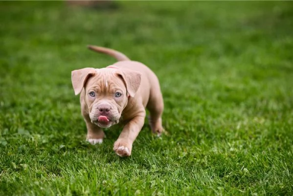 American Bully cuccioli in vendita | Foto 5