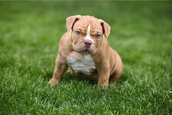 American Bully cuccioli in vendita