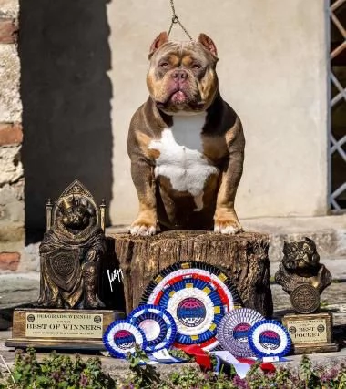 American Bully cuccioli in vendita | Foto 4