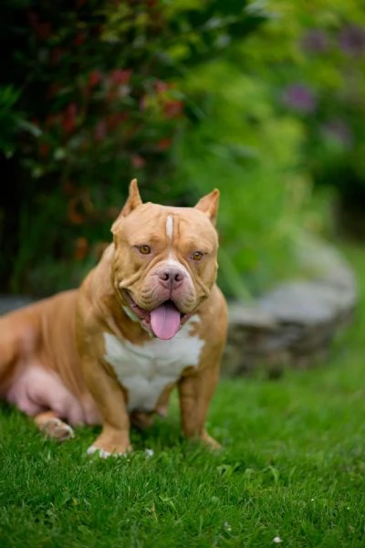 American Bully cuccioli in vendita | Foto 3