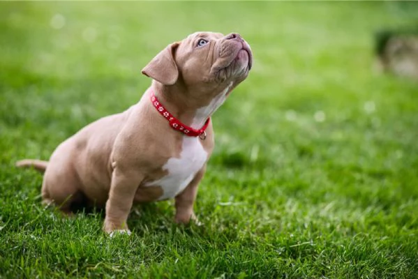 American Bully cuccioli in vendita | Foto 2