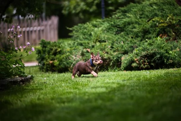 American Bully cuccioli in vendita | Foto 1