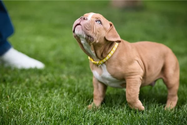 American Bully cuccioli in vendita | Foto 0