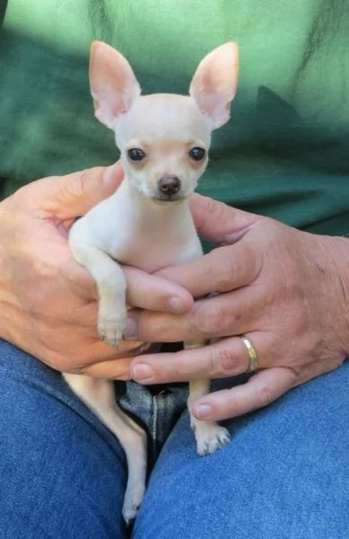 adorabili cuccioli di chihuahua in adozione, | Foto 1