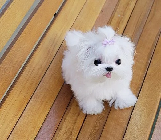 adorabili cuccioli di maltese in adozione,