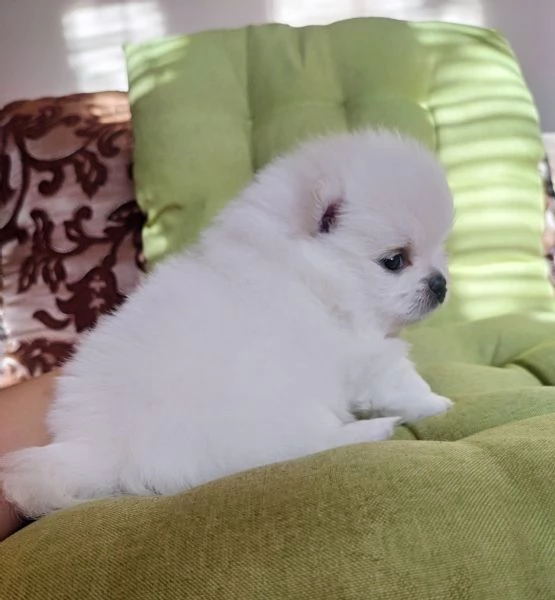 Cuccioli di Pomerania nani | Foto 0
