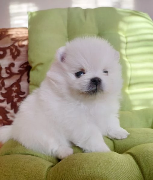 Cuccioli di Pomerania nani