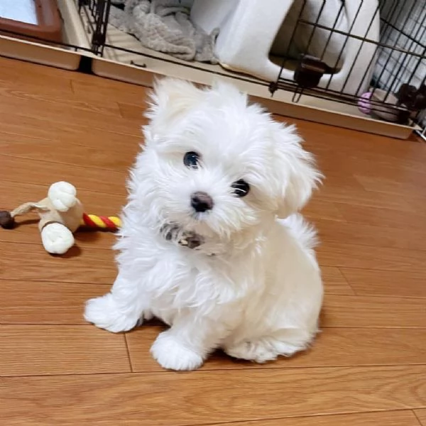 Bellissimi cuccioli maltesi aggiornati +[hidden]