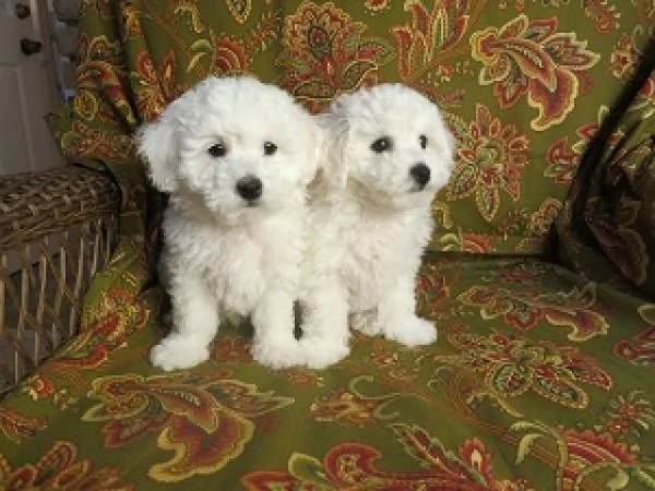 Cuccioli Bichon Frise +[hidden]