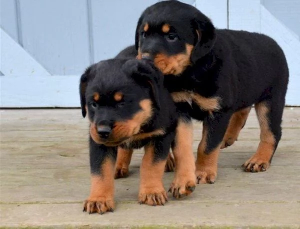 Splendidi cuccioli di Rottweiler grossi +[hidden]