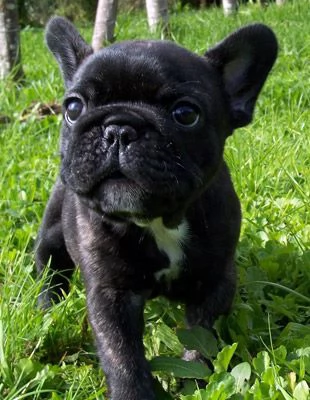 Vendita Boueldogue francese cuccioli | Foto 1