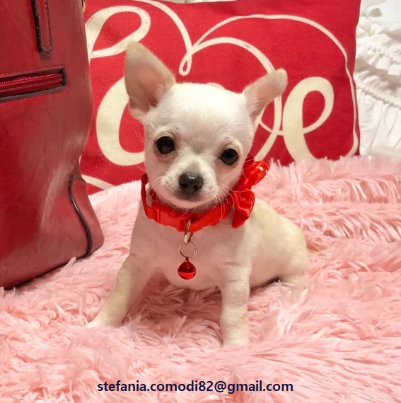  cuccioli di chihuahua con documenti Cuccioli maschi e femmine ora disponibili, i nostri cuccioli so