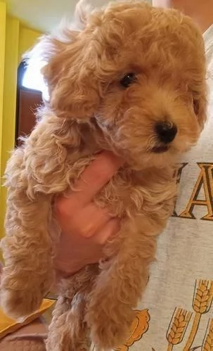 Regala cuccioli di Barboncino | Foto 2