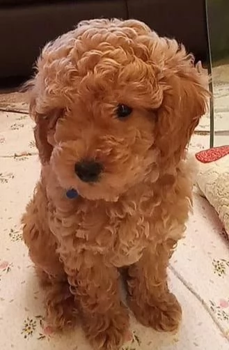 Regala cuccioli di Barboncino