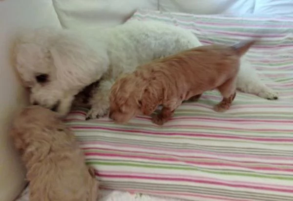 Regala cuccioli di Barboncino | Foto 1