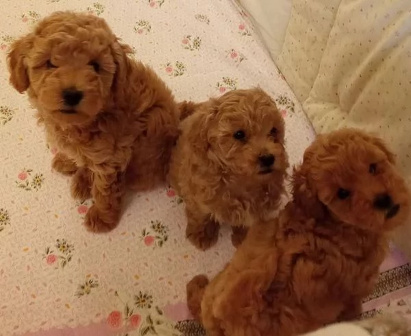 Regala cuccioli di Barboncino | Foto 0