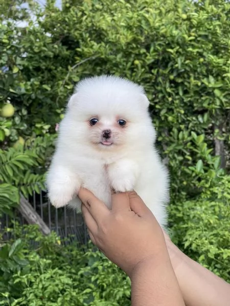 Cuccioli Spitz POMERANIA da genitori toy