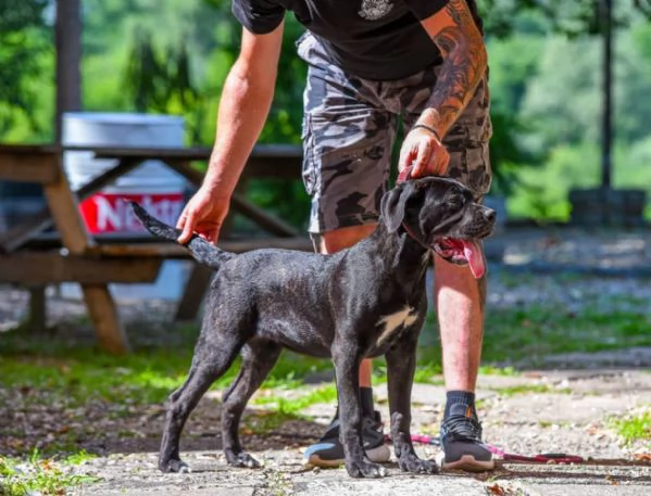 Cane Corso cucciolo femmina | Foto 2