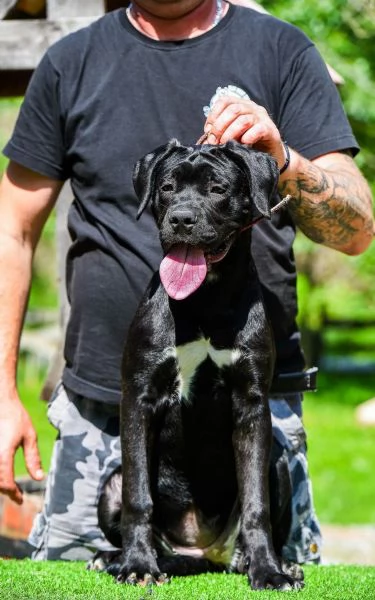 Cane Corso cucciolo femmina