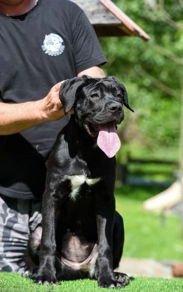 Cane Corso cucciolo femmina | Foto 1