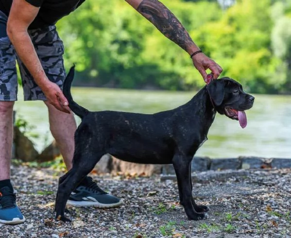 Cane Corso cucciolo femmina | Foto 0