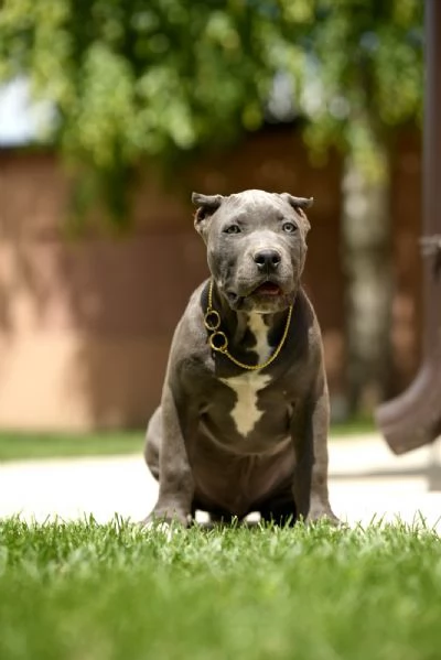 American Bully XL cuccioli | Foto 5