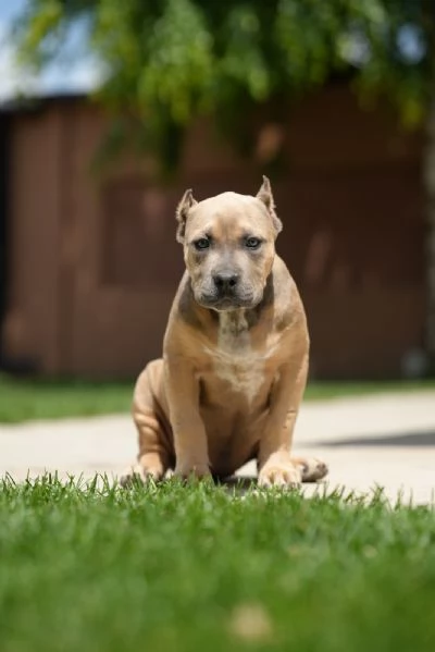 American Bully XL cuccioli | Foto 4