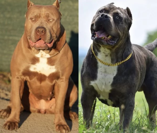 American Bully XL cuccioli | Foto 3