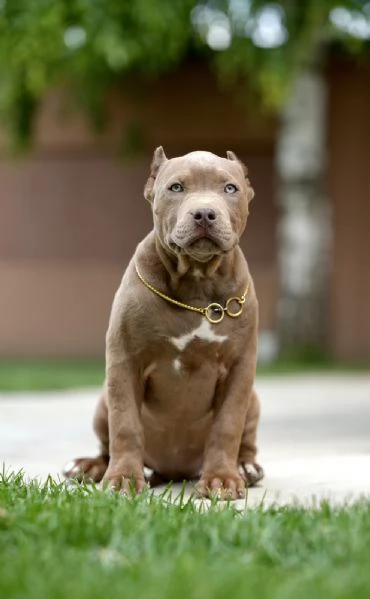 American Bully XL cuccioli