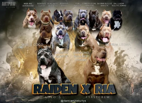 American Bully XL cuccioli | Foto 2