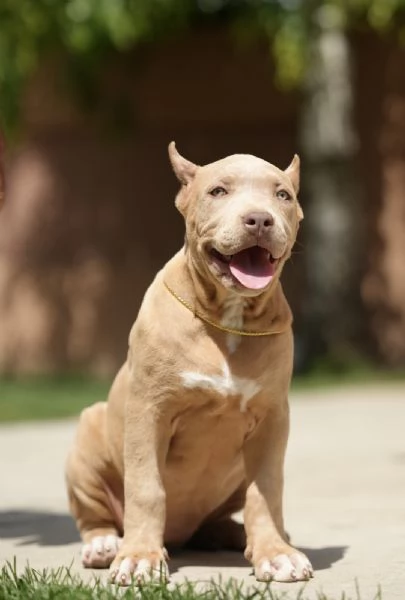 American Bully XL cuccioli | Foto 1