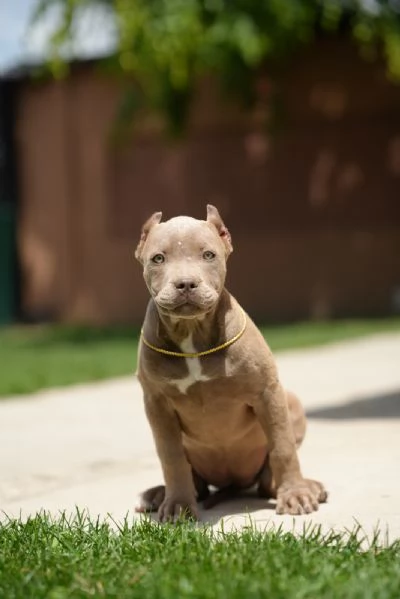 American Bully XL cuccioli | Foto 0