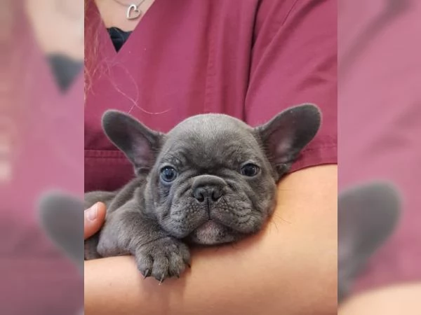 ***Deliziosi cuccioli di bulldog francese per una casa premurosa e amorevole*** | Foto 2