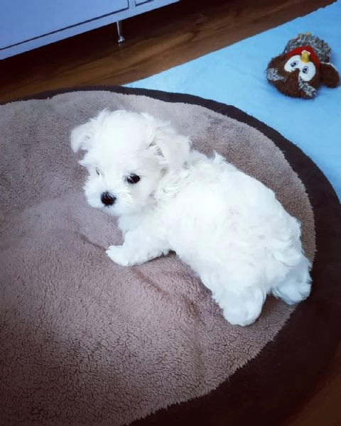 Cuccioli di Maltese Toy