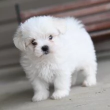 REGALO Dolci cuccioli Maltese per l'adozione abbiamo cuccioli Maltese molto felice e sorprendente. A
