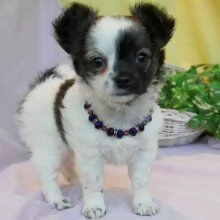 Regalo cuccioli di chihuahua Mini toy cuccioli di chihuahua mini toy , ancora disponibili un maschio