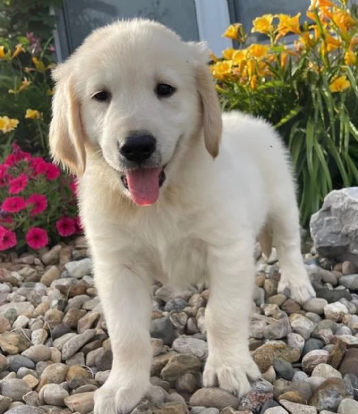 Cuccioli di Golden retriever 3 mesi