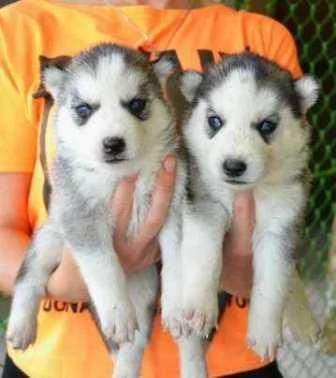 Pedigree Cuccioli Husky | Foto 1