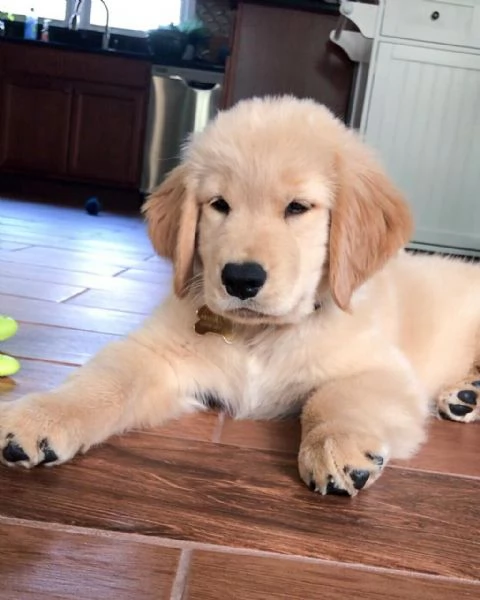 Vendita 3 cuccioli di golden retriever con pedigree | Foto 0