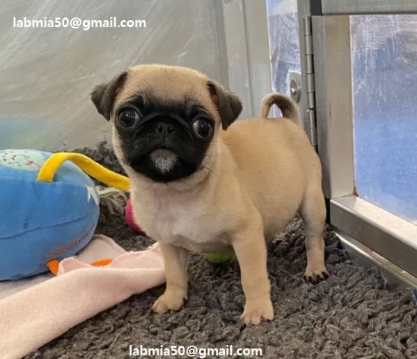  Cuccioli di Carlino e maschio femmina Disponibile cucciola di Carlino. La cucciola viene con vaccin