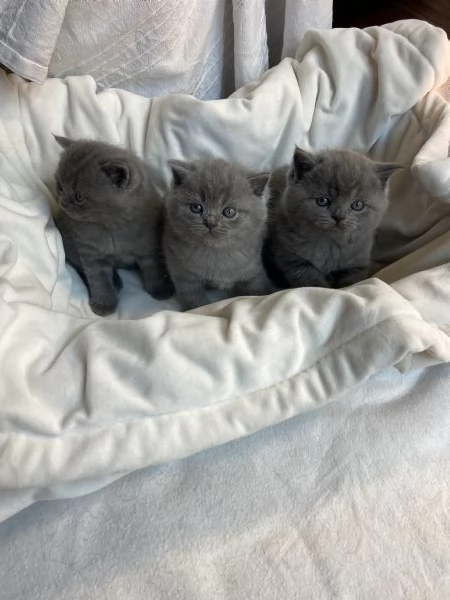 Meravigliosi cuccioli Scottish straight blue